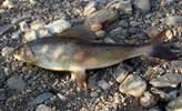 Description: fishing-0010.jpg